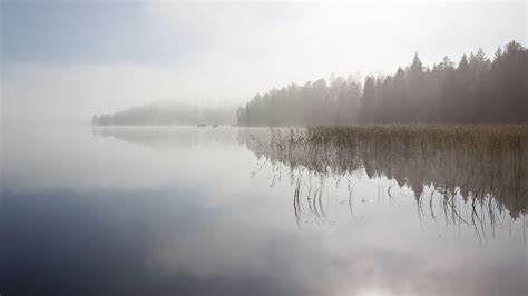 Forest Reflecting In The Foggy Lake Hd Desktop Wallpaper Widescreen