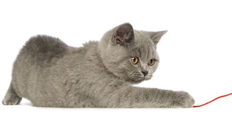 British Shorthair Cat Breed Information