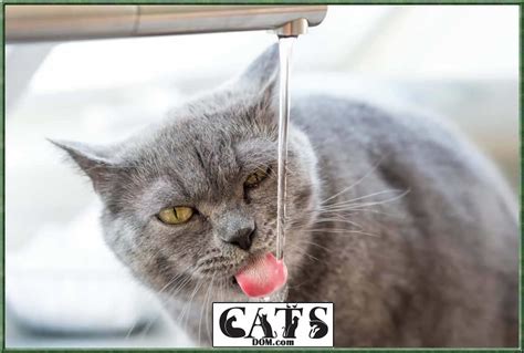 What is the best solution for a hummingbird feeder? How Long Can A Cat Go Without Food Or Water? - CatsDom