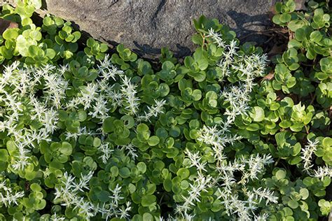 Plant Native Ground Covers And Make America Green Again