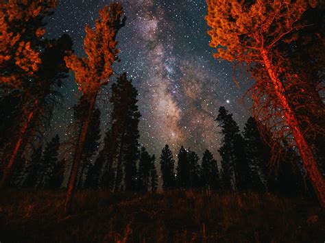 Download Wallpaper 1600x1200 Trees Starry Sky Night Nature Dark