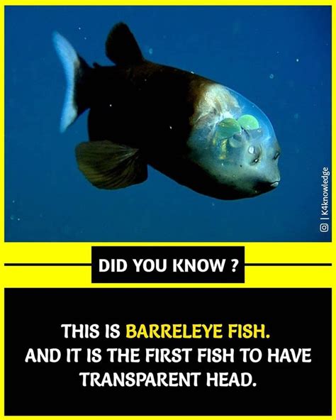 Pin By Rinku Singh On Amazing Facts Unbelievable Facts True