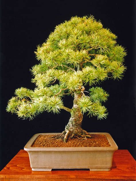 Japanese White Pine Bonsai Tree Pinus Parviflora Japanese Flickr