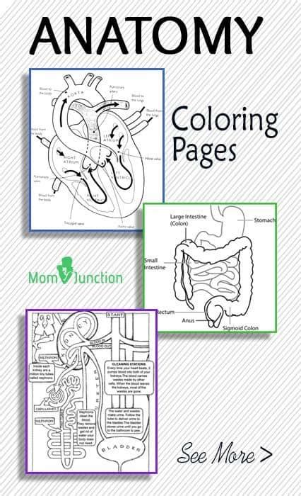 Anatomy charts are visual depictions of the human body. FREE Printable Anatomy Coloring Pages - Homeschool Giveaways