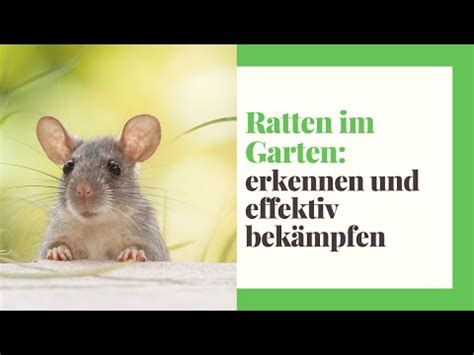 Ratten fühlen sich im garten oft heimisch und machen auch nicht vor dem zugang in wohnhäuser halt. Ratten im Garten (erkennen, fangen und bekämpfen) - YouTube