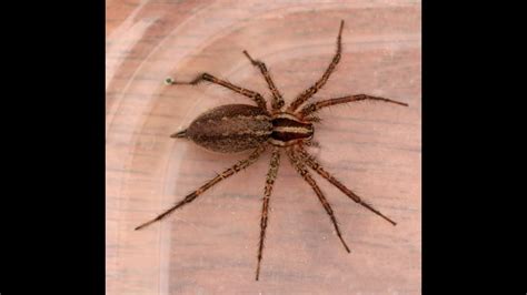 When is the spider season in washington state? Огромный паук в квартире - YouTube