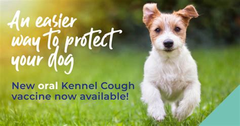 Protect Against Kennel Cough Gower Veterinary Surgery