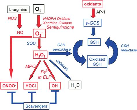 Biology Of Oxidants And Antioxidants Oxidants Are Shown In Red And