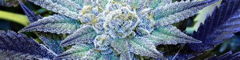 Blue Cannabis Strains Seeds For Sale Seed Supreme