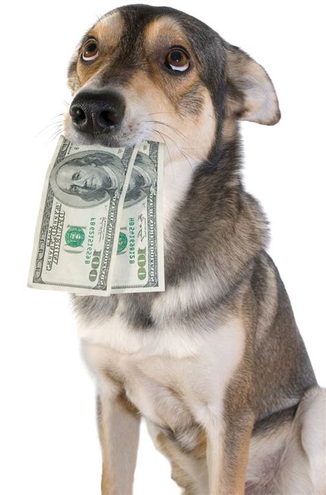 In one study, 95% of pet parents in some cases, the vet may need to sedate your pet so they can examine them, which can add to your costs. How to Be Prepared for Your Dog's Veterinary Bills