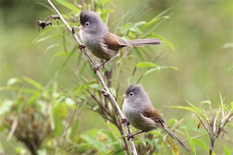 We understand that planning a trip to asia and narrowing down your activities can seem daunting, but that's why you've found us. SICHUAN, CHINA TOUR REPORT 2019 - BIRDQUEST