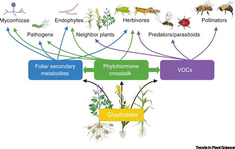 Glyphosate Modulated Biosynthesis Driving Plant Defense And Species Interactions Trends In