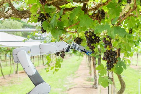 Robots are now increasingly used in agriculture and the users are reaping the following in benefits. Harvesting Robotics Market to Reach $5.5bn From Early ...