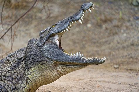 Crocodile With Mouth Wide Open Saltwater Crocodile Crocodile