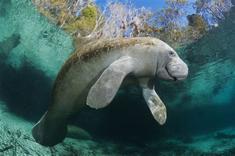 State of florida.com has the answers! United States of extinction: Threat to America's iconic ...