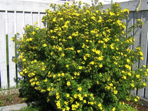 Well you're in luck, because here. Potentilla Shrub | Old Farmer's Almanac