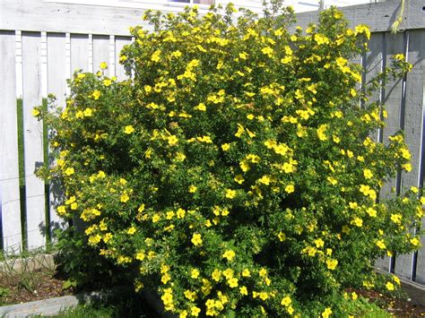 Some yellow rose flowers are miniature delicate. Potentilla Shrub | Old Farmer's Almanac
