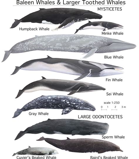 Chart Of Whale Sizes