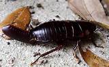 Florida Woods Cockroach Images