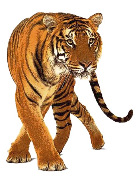 Tiger PNG Free Download 4 | PNG Images Download | Tiger PNG Free Download 4 pictures Download ...