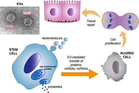 Role Of Extracellular Vesicles In Stem Cell Biology American Journal
