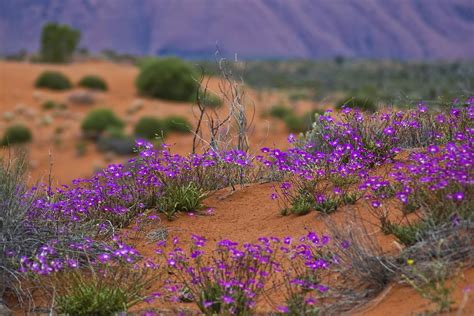 Central Australian Desert Wildflowers By J C M Australian Desert