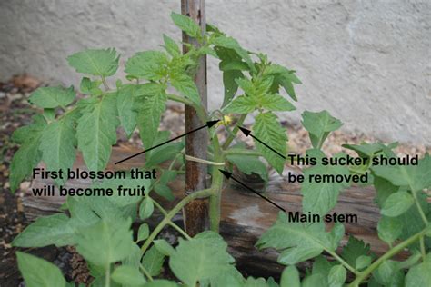 Pruning Tomato Plants Containers Cromalinsupport
