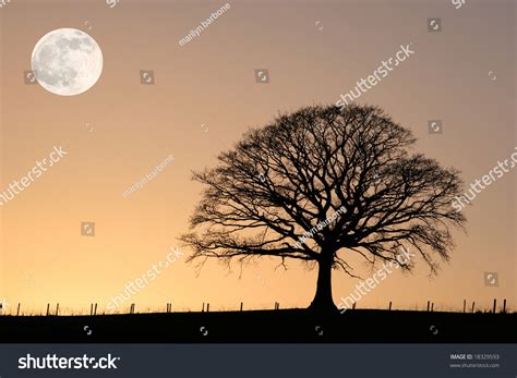 Oak Tree In Winter At Sunset In Silhouette Against A