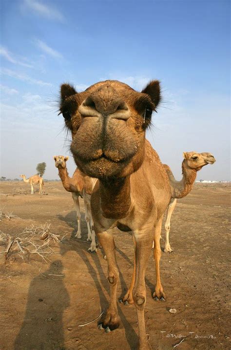 The camel portrayed in the geico ad represents our current subconscious mental resentment of having to. "Opinions differ as to how much water a camel needs and ...