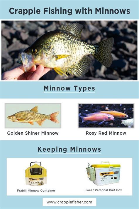 Crappie Fishing Minnows Killer Rigs Hooking Minnows Is An Important