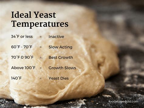 Understanding Yeast And How To Make Stellar Dough Food Above Gold