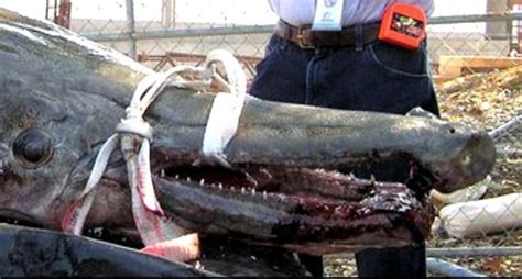 Maybe you would like to learn more about one of these? Remember This 327-Pound, 8-Foot Alligator Gar?