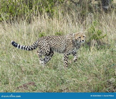 Closeup Sideview Of Young Cheetah Running Through Grass Looking Forward