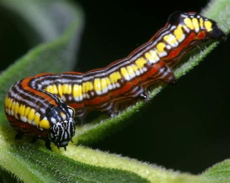 1,178 results for caterpillar red wing. Caterpillars of Northern Illinois