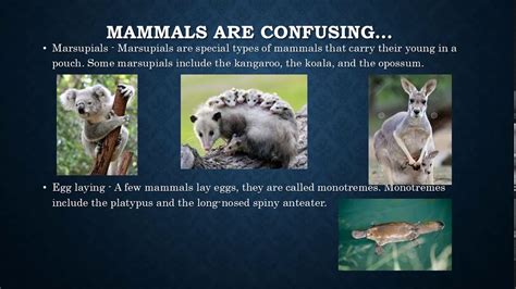 Science Mammal Life Cycles Youtube