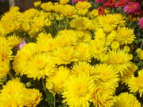 Fall Flowers Mad About Mums Bengert Greenhouses
