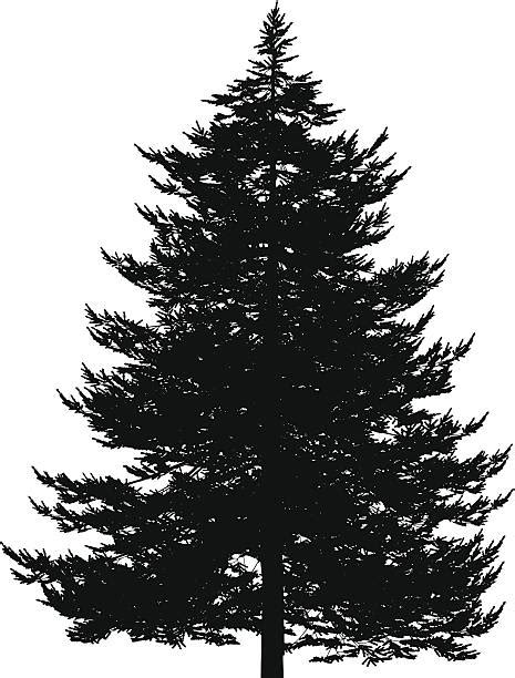 Royalty Free Evergreen Tree Clip Art Vector Images And Illustrations