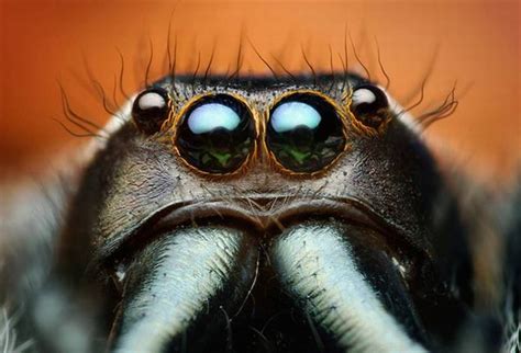 Extreme Close Ups Of Insects Eyes 18 Pics