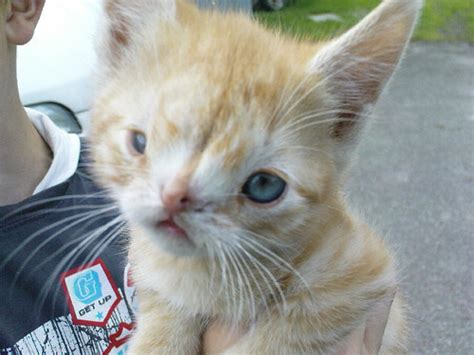 Your cat will never 100. G., cat with downs syndrome