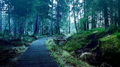 Wooden Paths In The Deep Forest Nature Photo Wallpaper Landscaping