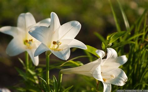 Easter Lilies Wallpapers Wallpaper Cave