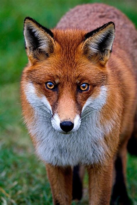 Red Fox So Beautiful Eyes Nature Fox Animals Beautiful Red Fox