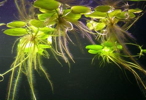 Froschbiss Limnobium Laevigatum Aquariumpflanzen Schwimmpflanze