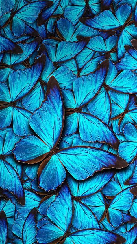 Download Blue Monarch Butterflies Wallpaper