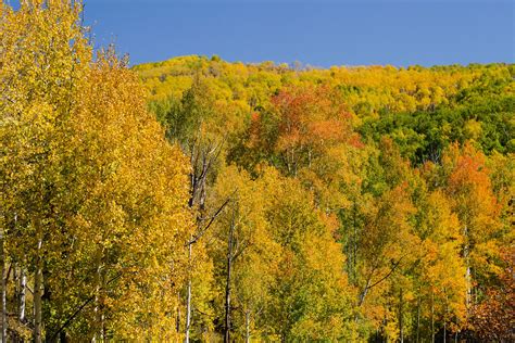 The Fall Foliage Of Quaking Aspen Trees