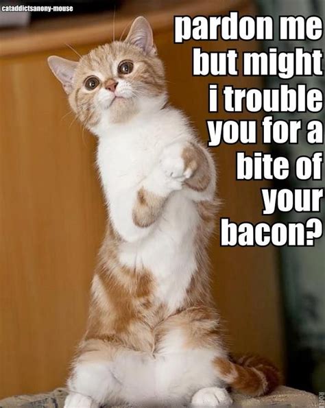 Kitty Wants Bacon Funny Cat Jokes Funny Cat Videos Cat Memes