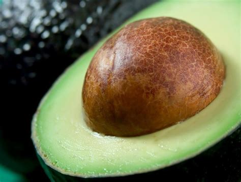 And even tried my loph before me. How To EAT An Avocado Seed (& 6 Reasons Why You Should!)