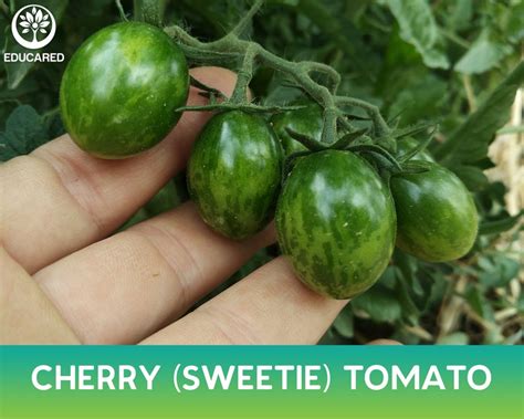 Cherry Sweetie Tomato Organic Seed Vegetable Seeds Vine Etsy