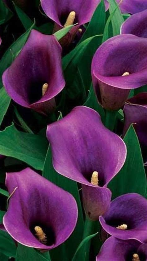 Calla Lilies Image Abyss
