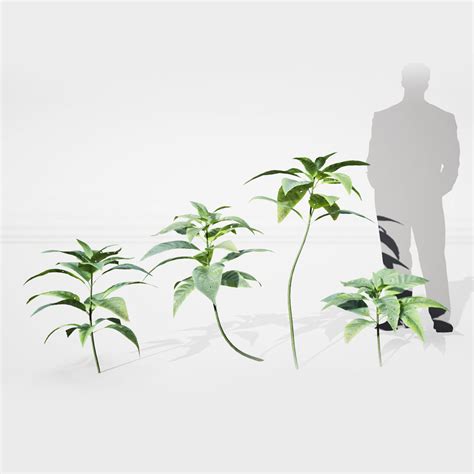 3d Model Realistic Plants 16 Ue4 Asset And Fbx Files Vr Ar Low